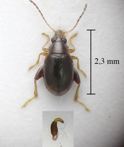 Longitarsus sp.